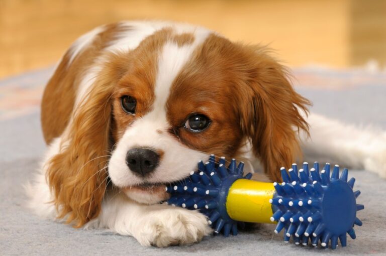 Ein junger Cavalier King Charles Spaniel kaut auf einem Spielzeug herum