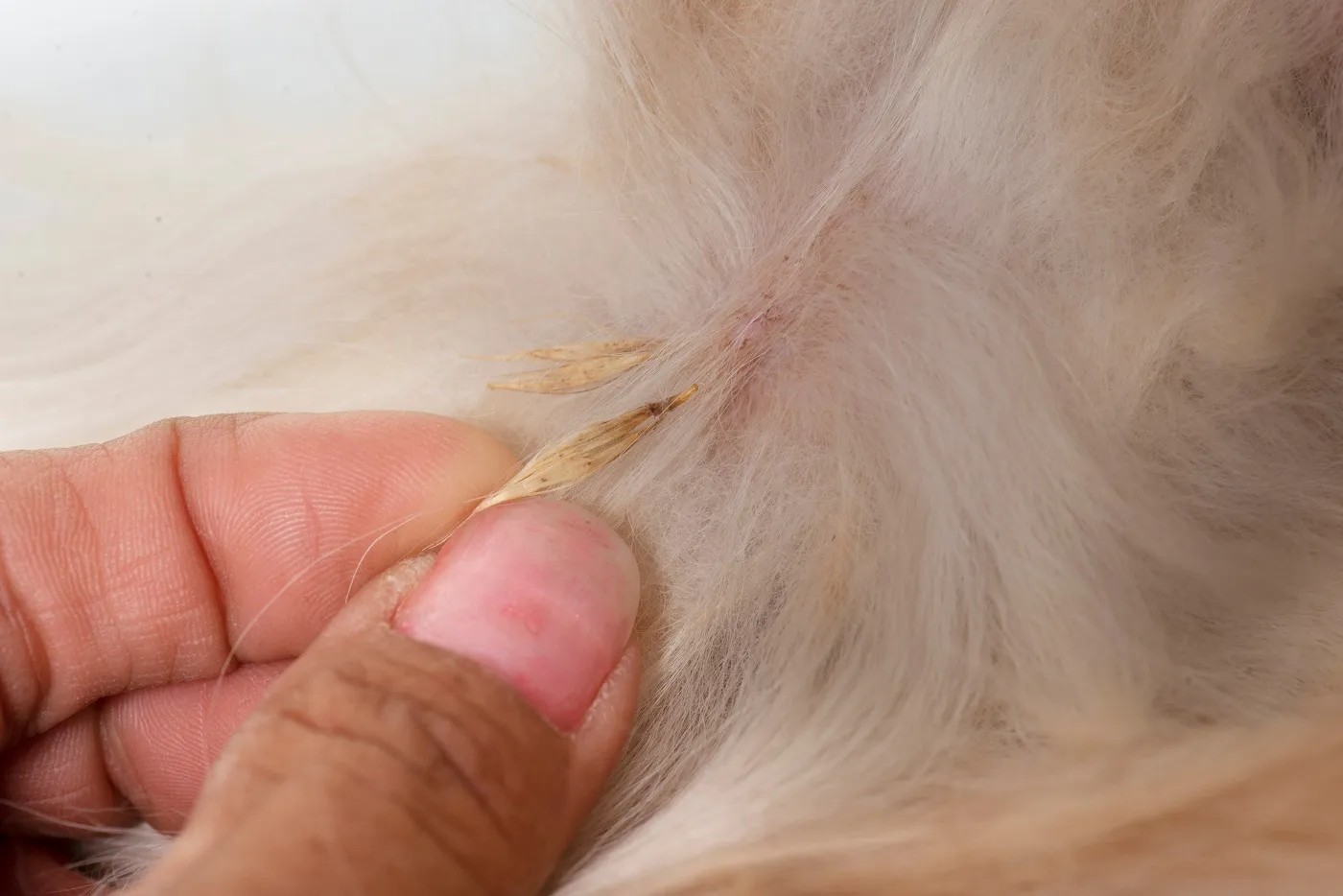 Grannen beim Hund im Fell