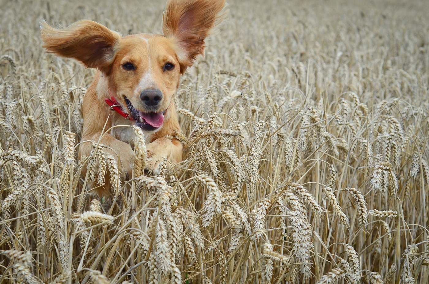 Im Feld ist die Gefah für Grannen beim Hund hoch