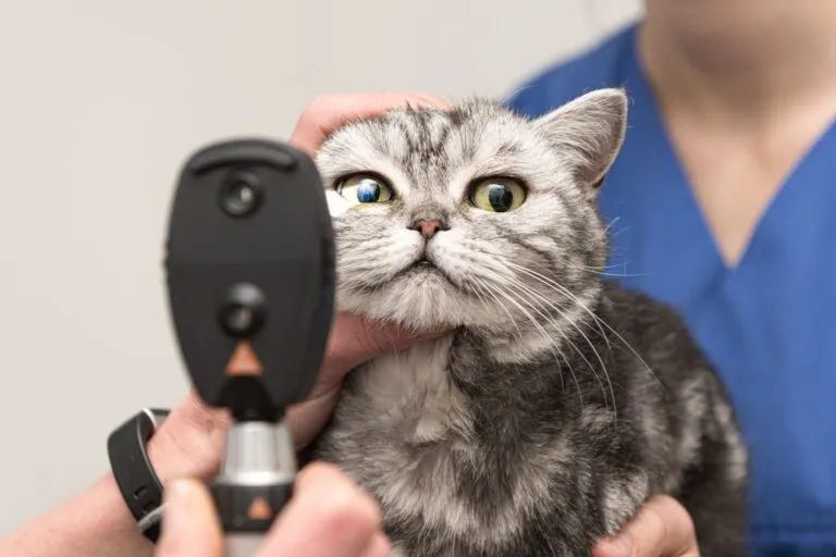 Tierarzt untersucht die Augen einer Katze tierarzt untersucht auge einer katze