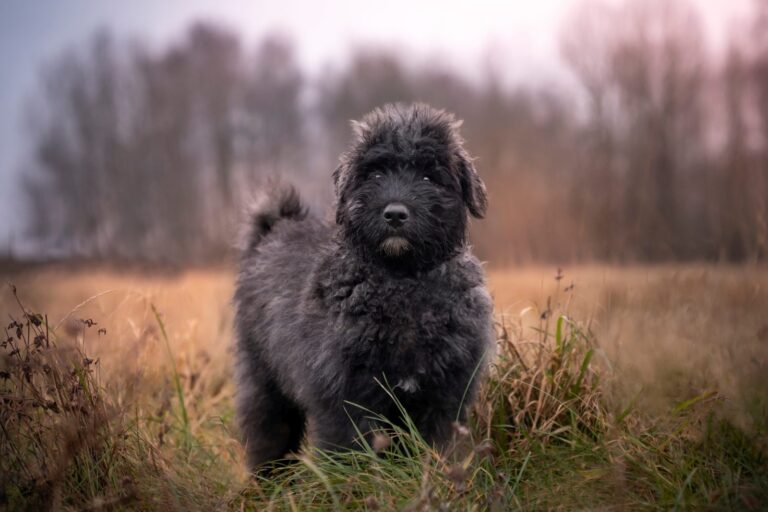 Bouvier des Flandres Hund auf Wiese