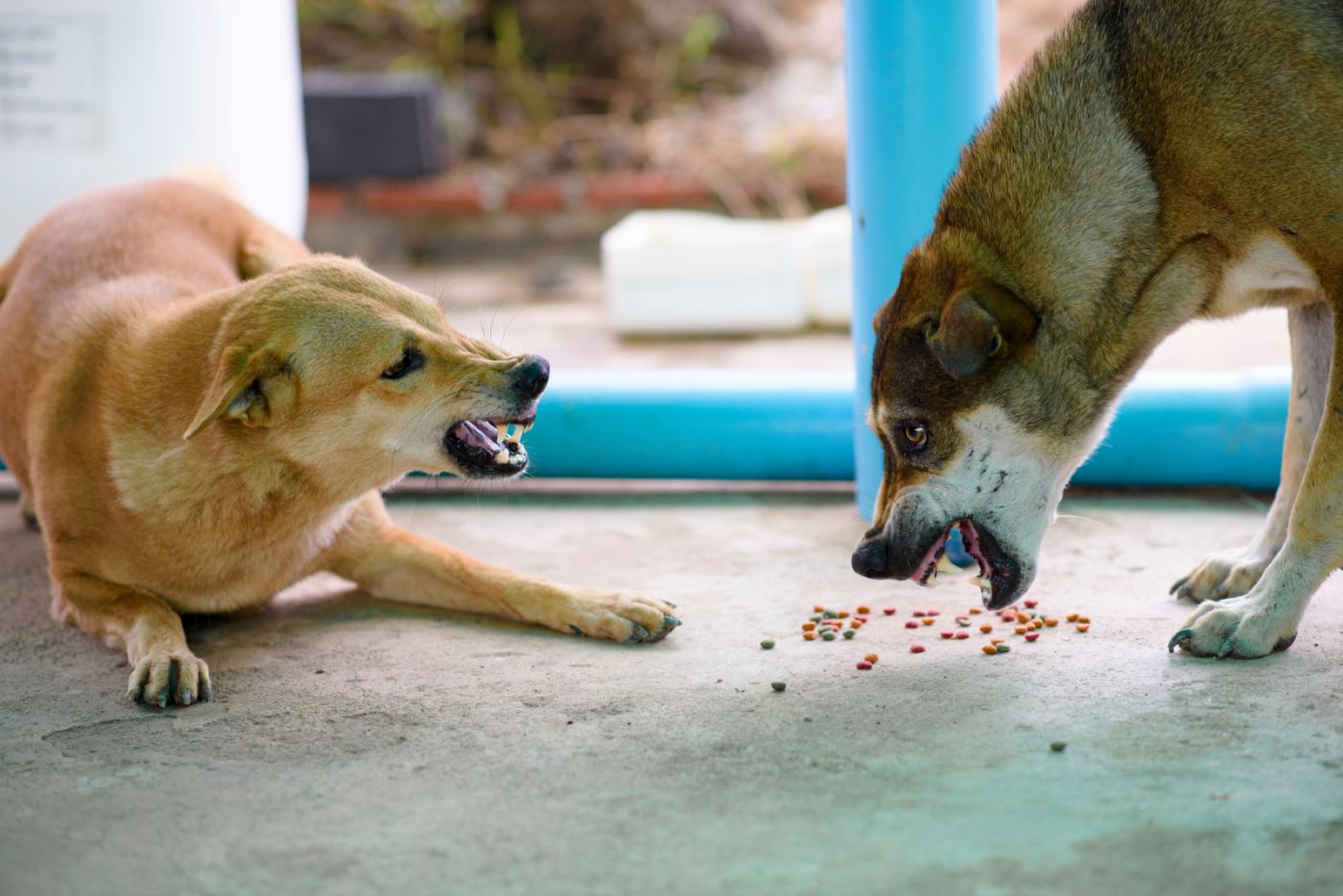 Futterneid bei Hunden