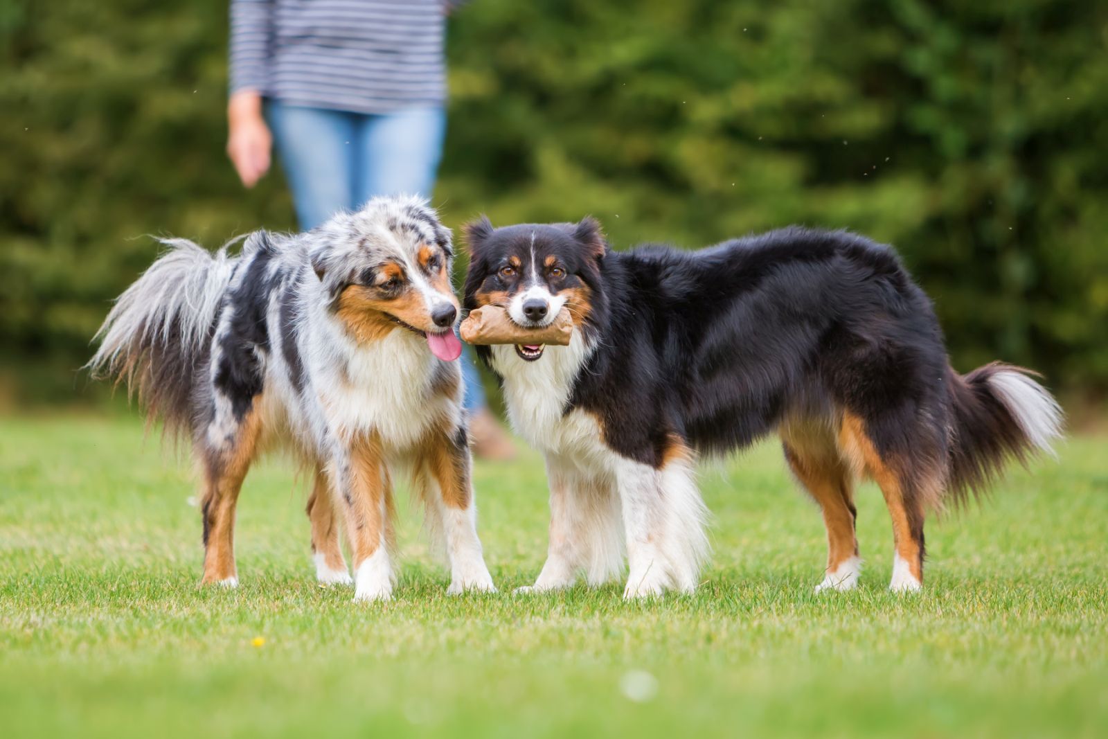 Futterneid Mehrhundehaushalt