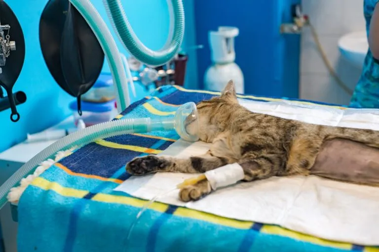 Katze auf OP-Tisch in Narkose Narkose Katze