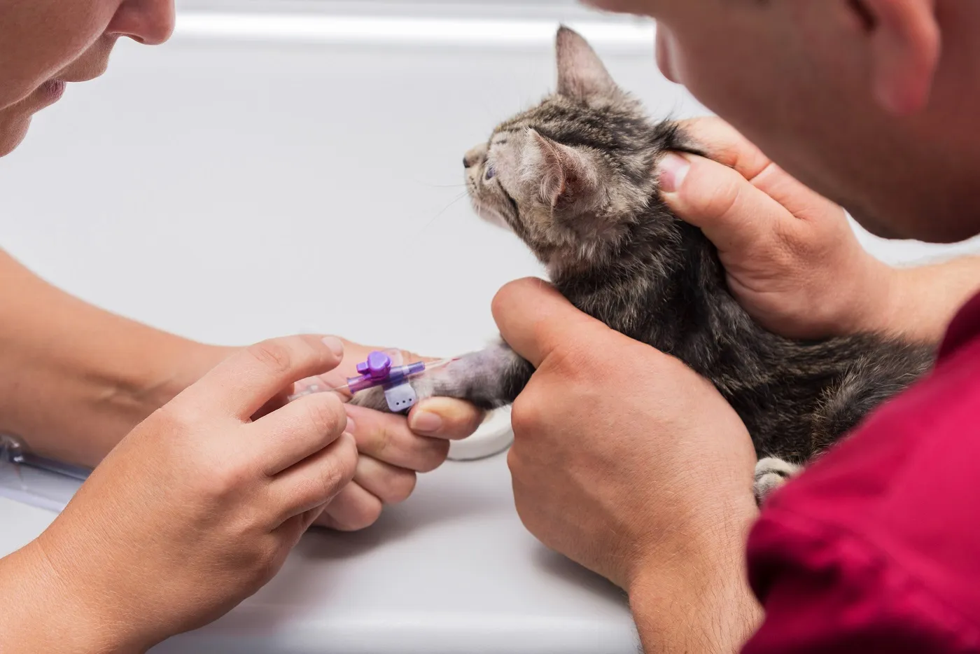 Katze wird beim Tierarzt Venenkatheter gelegt Narkose Katze Tierarzt