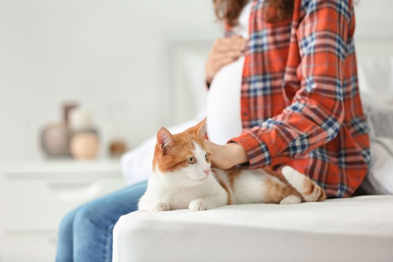Schwangerschaft mit Katze