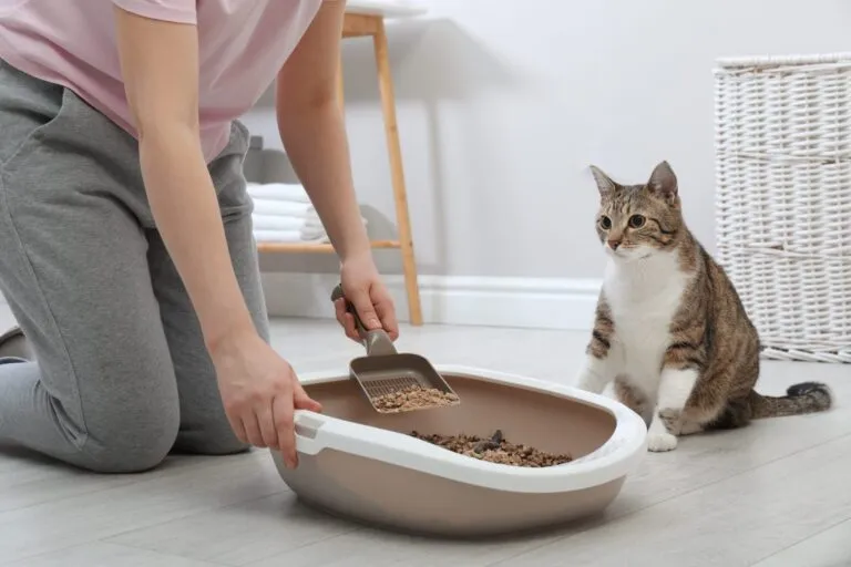 Frau beseitigt Kot aus der Katzentoilette katzenkot im katzenklo