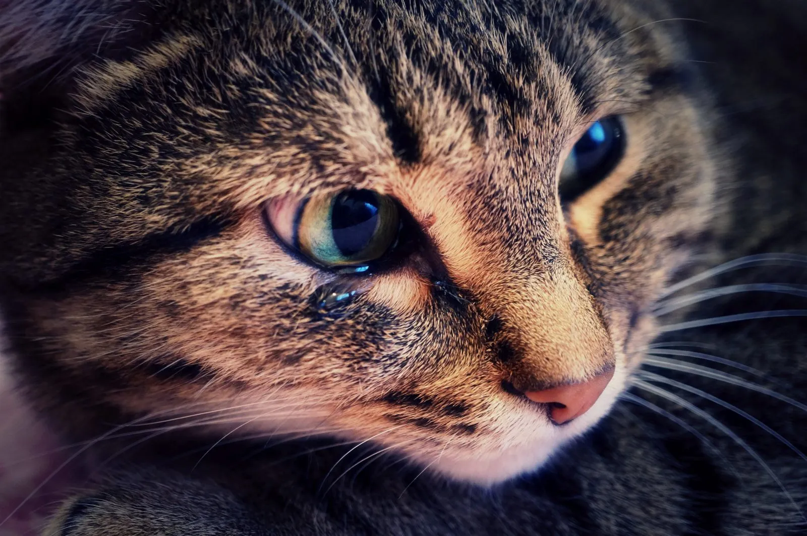 Nahaufnahme einer weinenden Katze weinende katze nahaufnahme