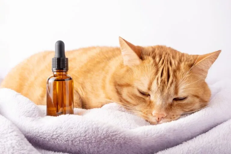 Fläschchen mit Teebaumöl liegt neben Katze teebaumoel für katzen