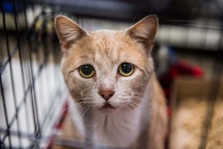 Eine traurig aussehende Katze sitzt in einem Käfig traurige katze in kaefig