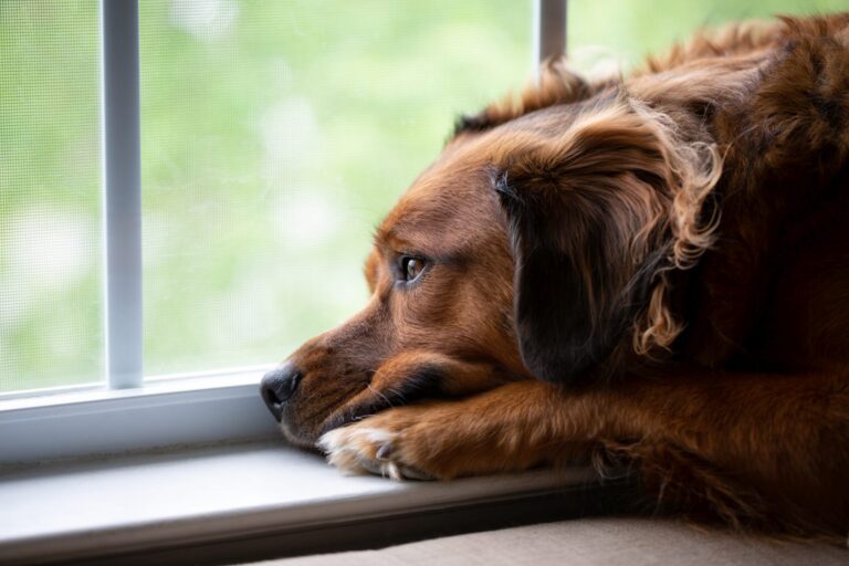 trauriger hund fenster