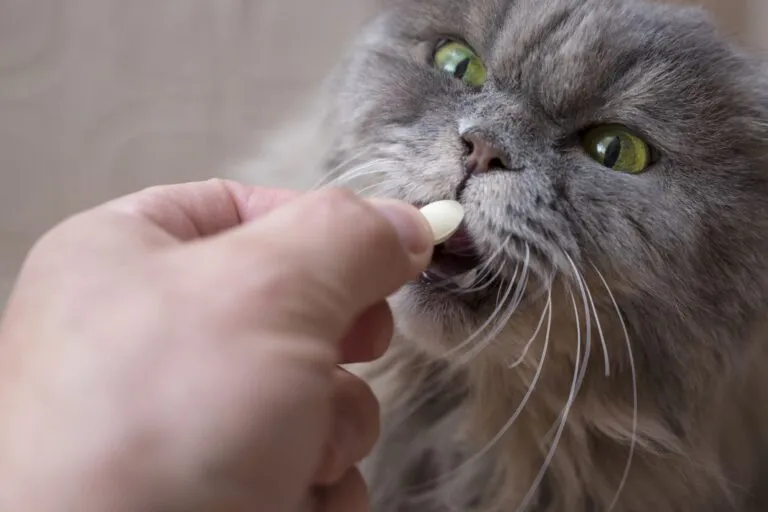AdobeStock_199999327 Katze bekommt Tablette