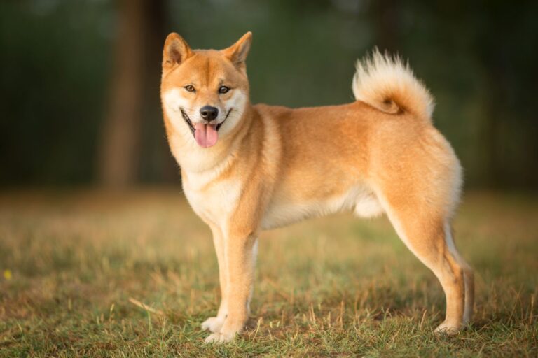 Shiba Inu in der Natur