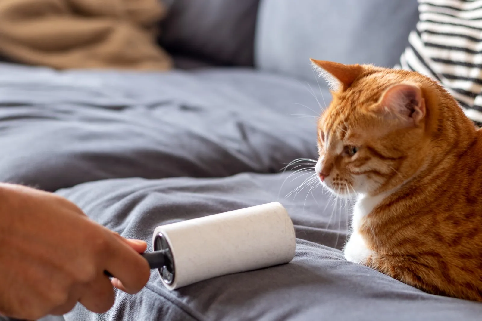 Jemand reinigt eine Couch mit einer Fusselrolle fusselrolle auf couch mit katze
