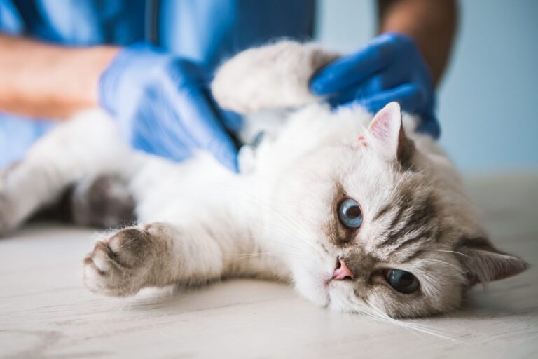 Eine Katze wird vom Tierarzt untersucht