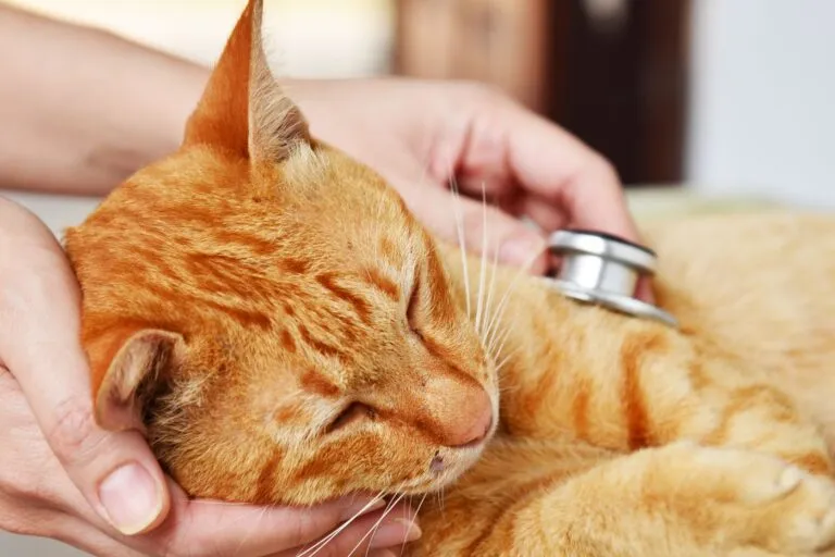 Veterinarian examining a kitten Katze mit Darmverschluss beim Tierarzt