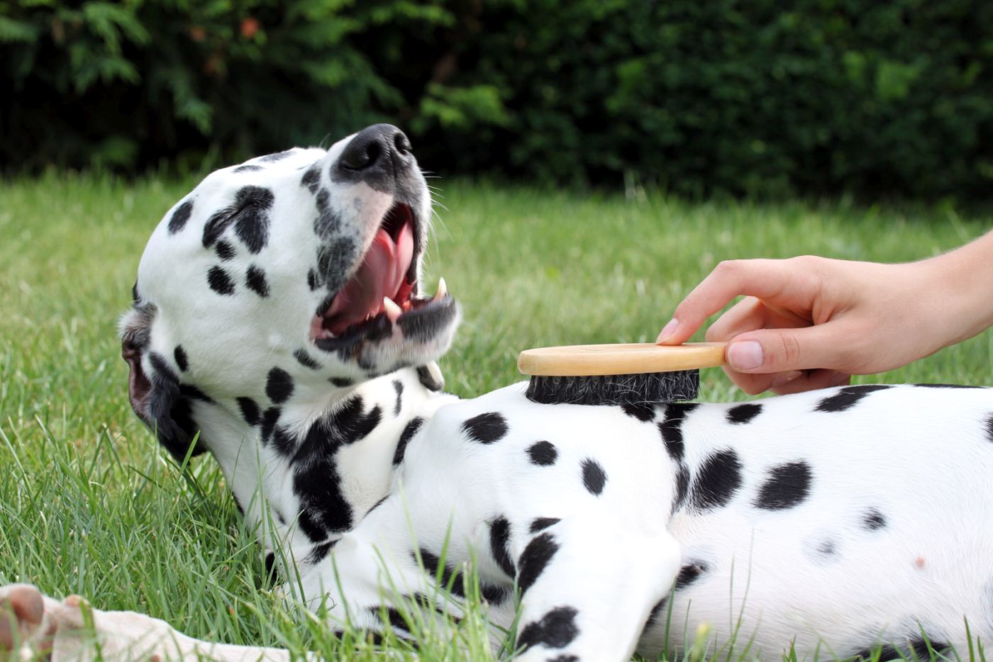 Hund mit Schuppen wird gebürstet