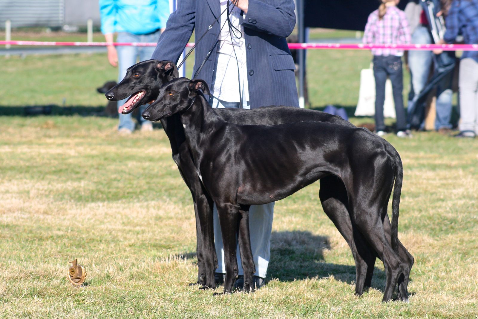 galgo espanol schwarz