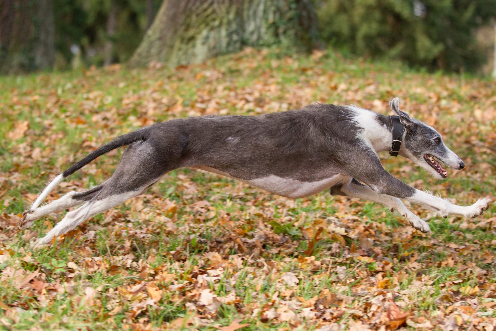 rennender galgo hund