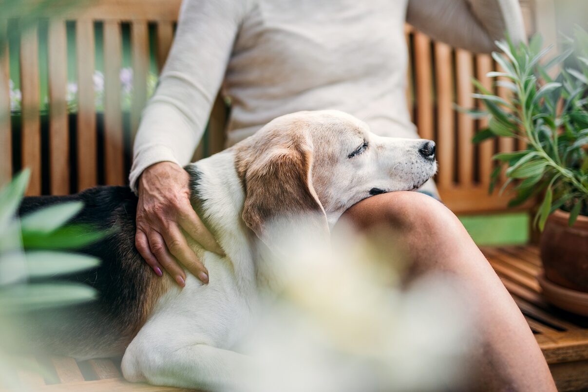 Hundejahre in Menschenjahren