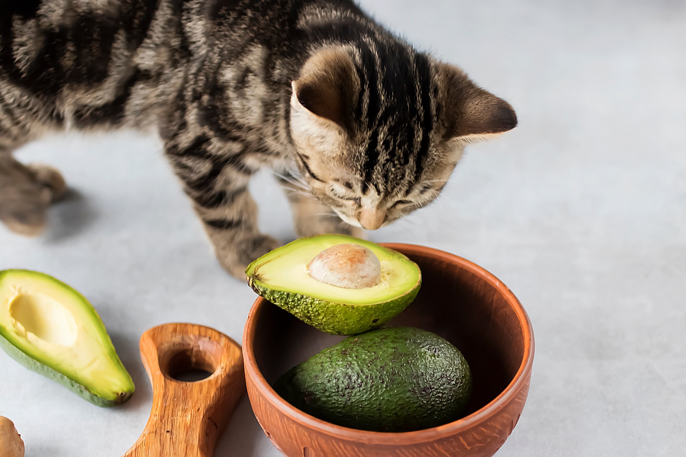 Katze schnuppert an Avocado