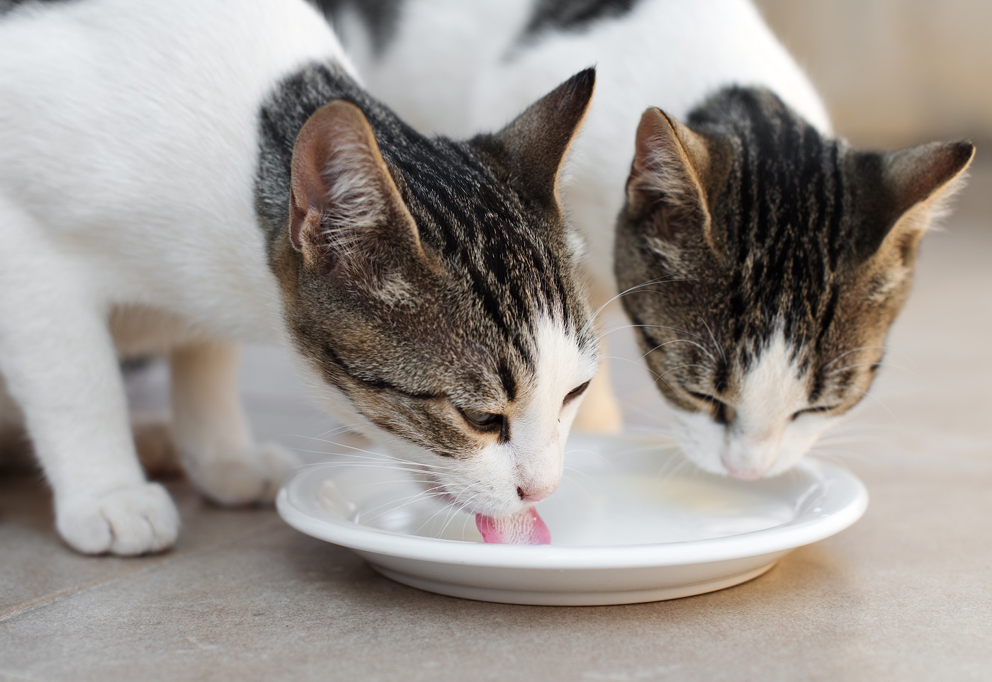 Zwei Katzen trinken Milch