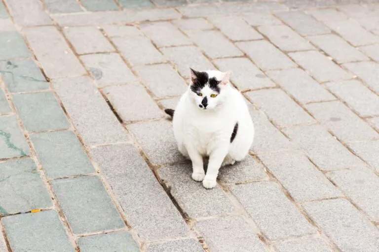 Katze mit Cushing-Syndrom Cushing-Syndrom Katze