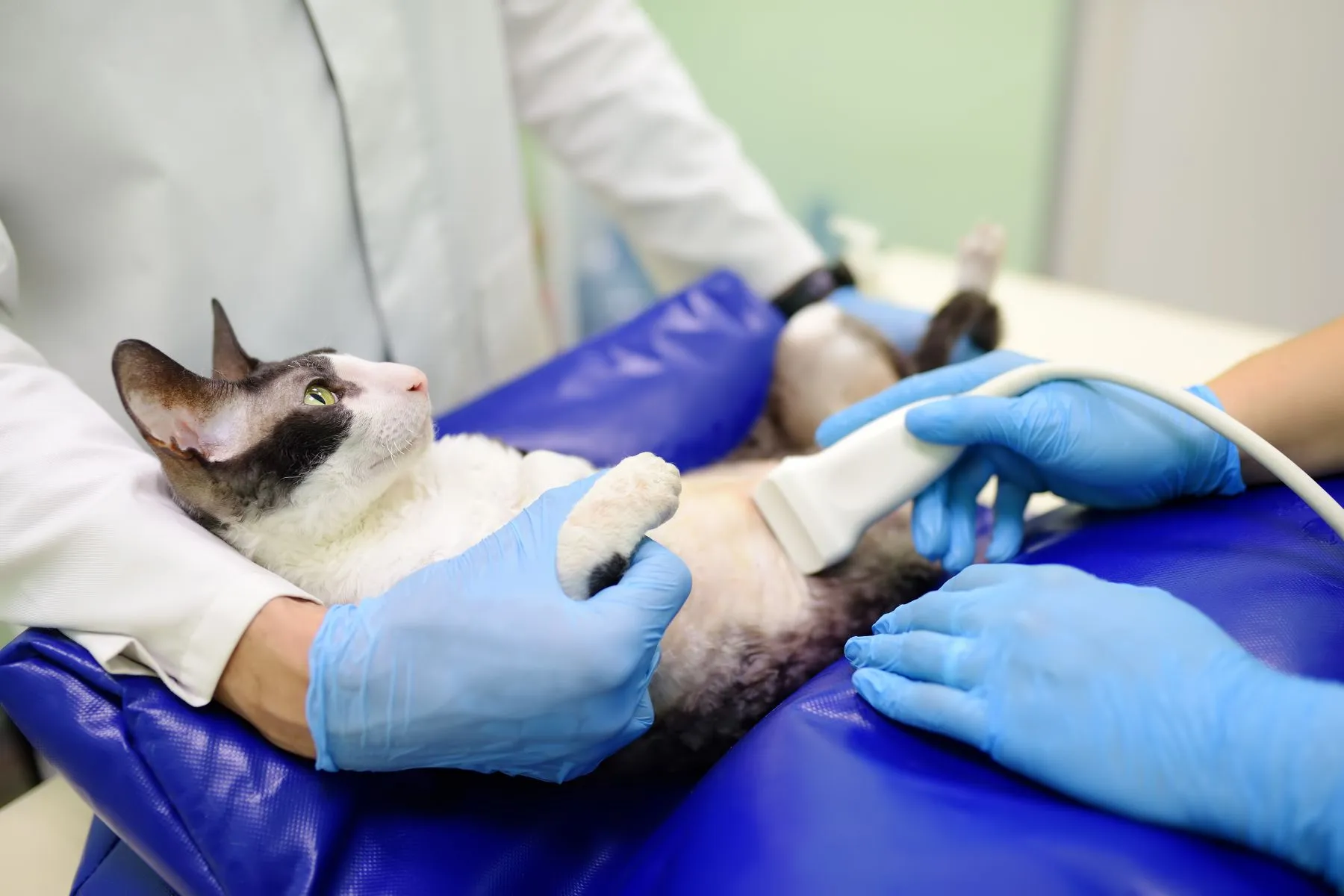 Katze mit Cushing-Syndrom beim Ultraschall Cushing-Syndrom Ultraschalluntersuchung