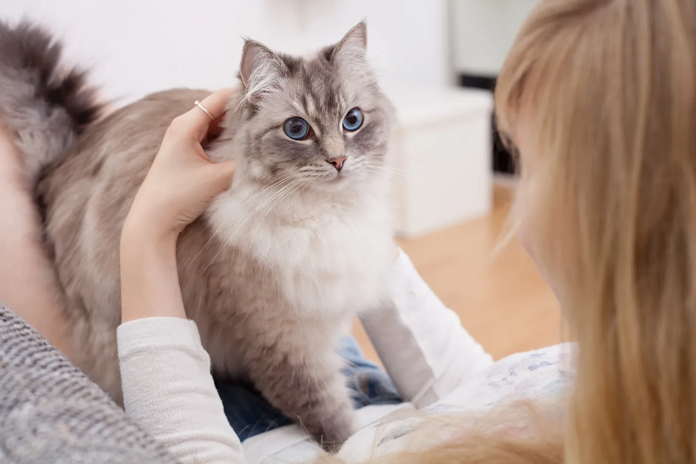 ragdoll katze mit frau