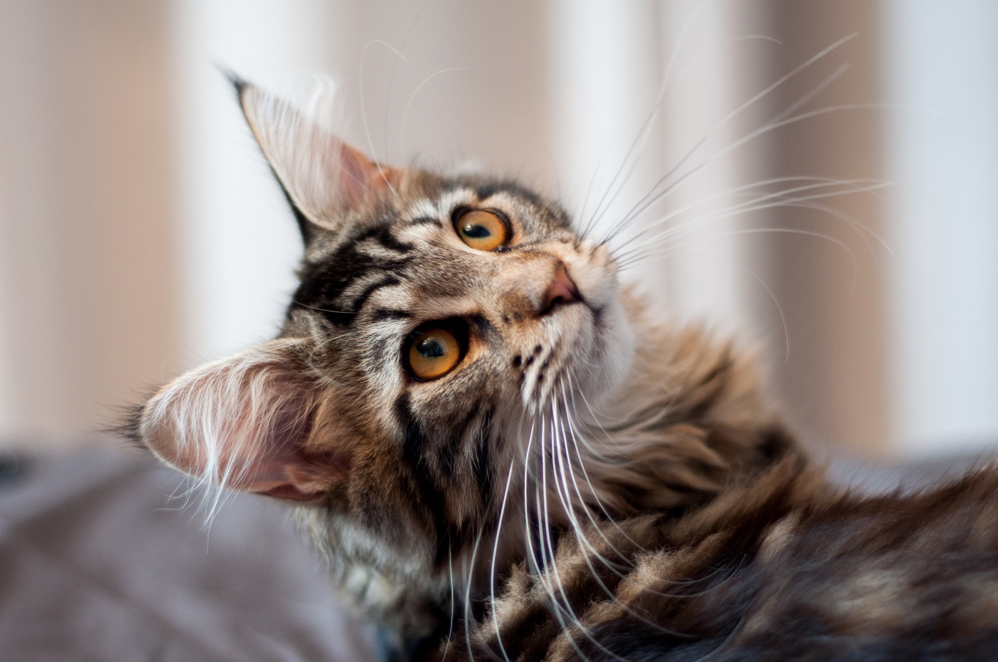 maine coon kätzchen