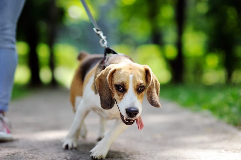 Leinenführigkeit beim erwachsenen Hund trainieren