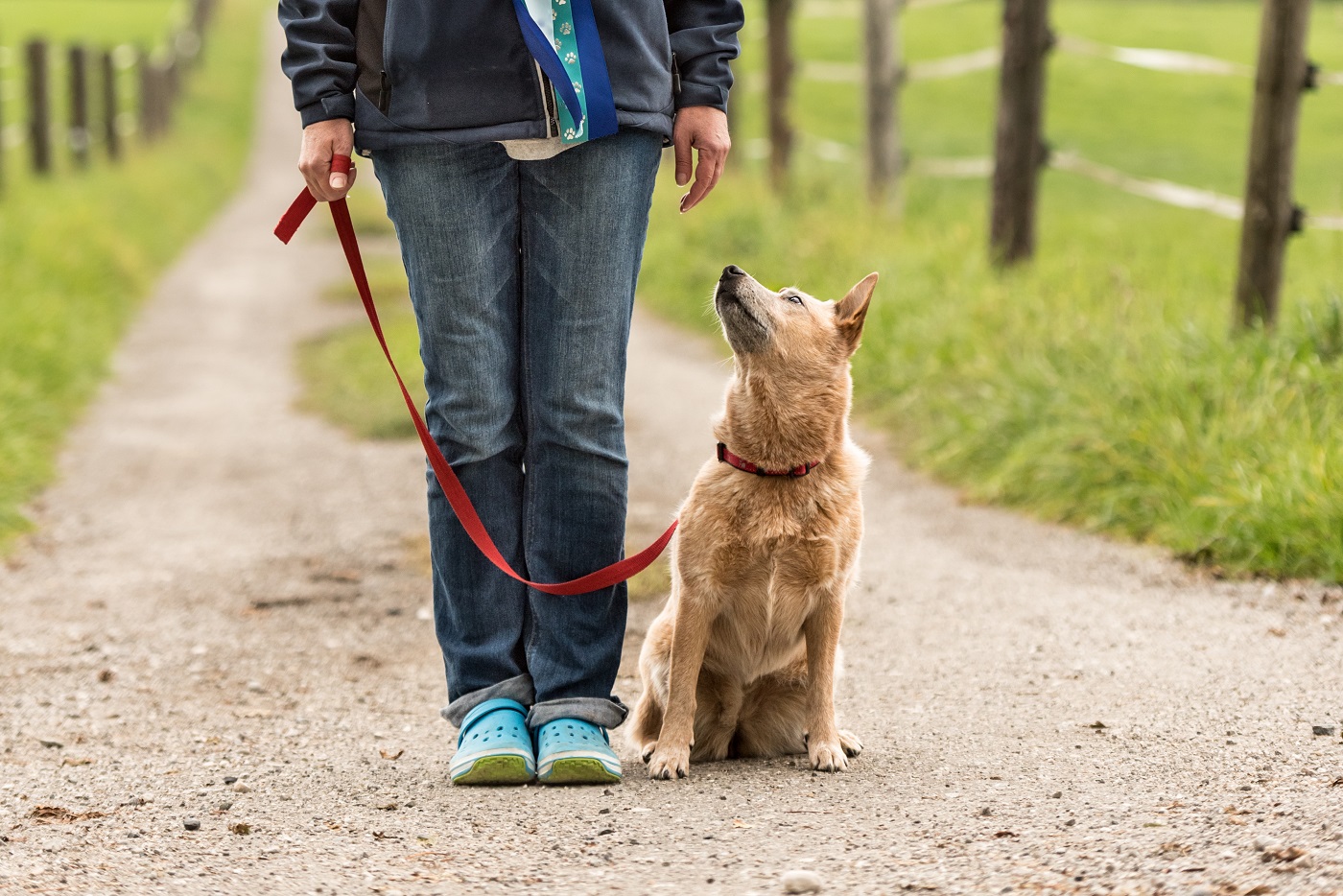 Hund sitzt neben seinem Herrchen an der Leine.