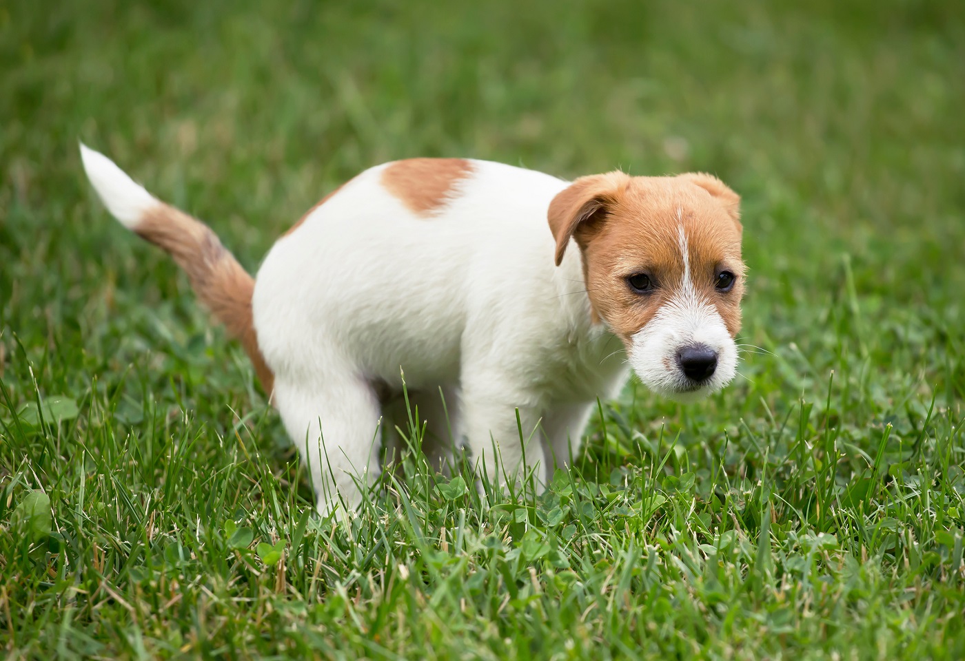 Ein Jack Russel Welpe löst sich auf einer Wiese.