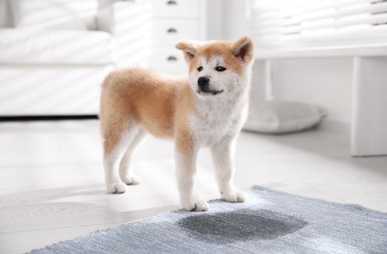 Akita Inu Welpen stubenrein bekommen