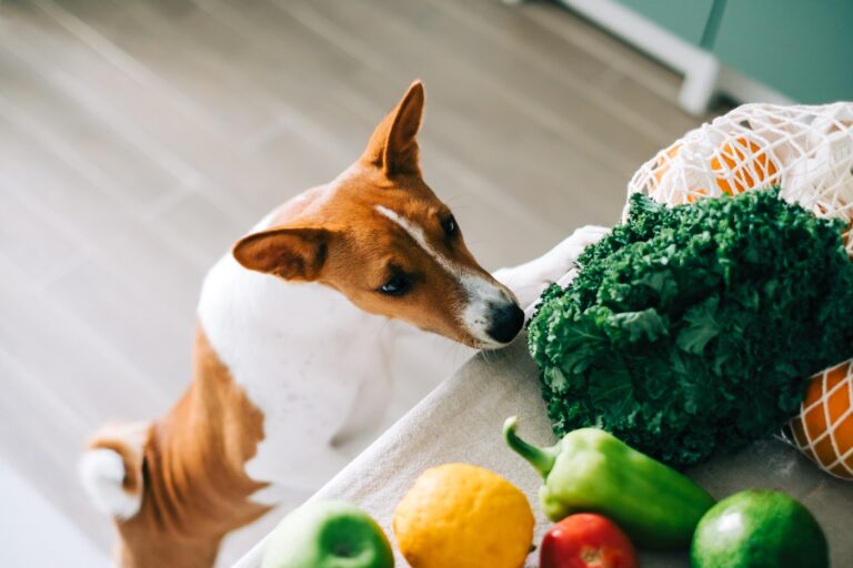 Hund schnuppert in der Küche an Lebensmitteln