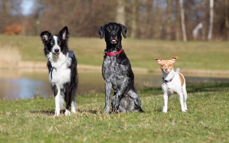 unterschiedliche Hunde