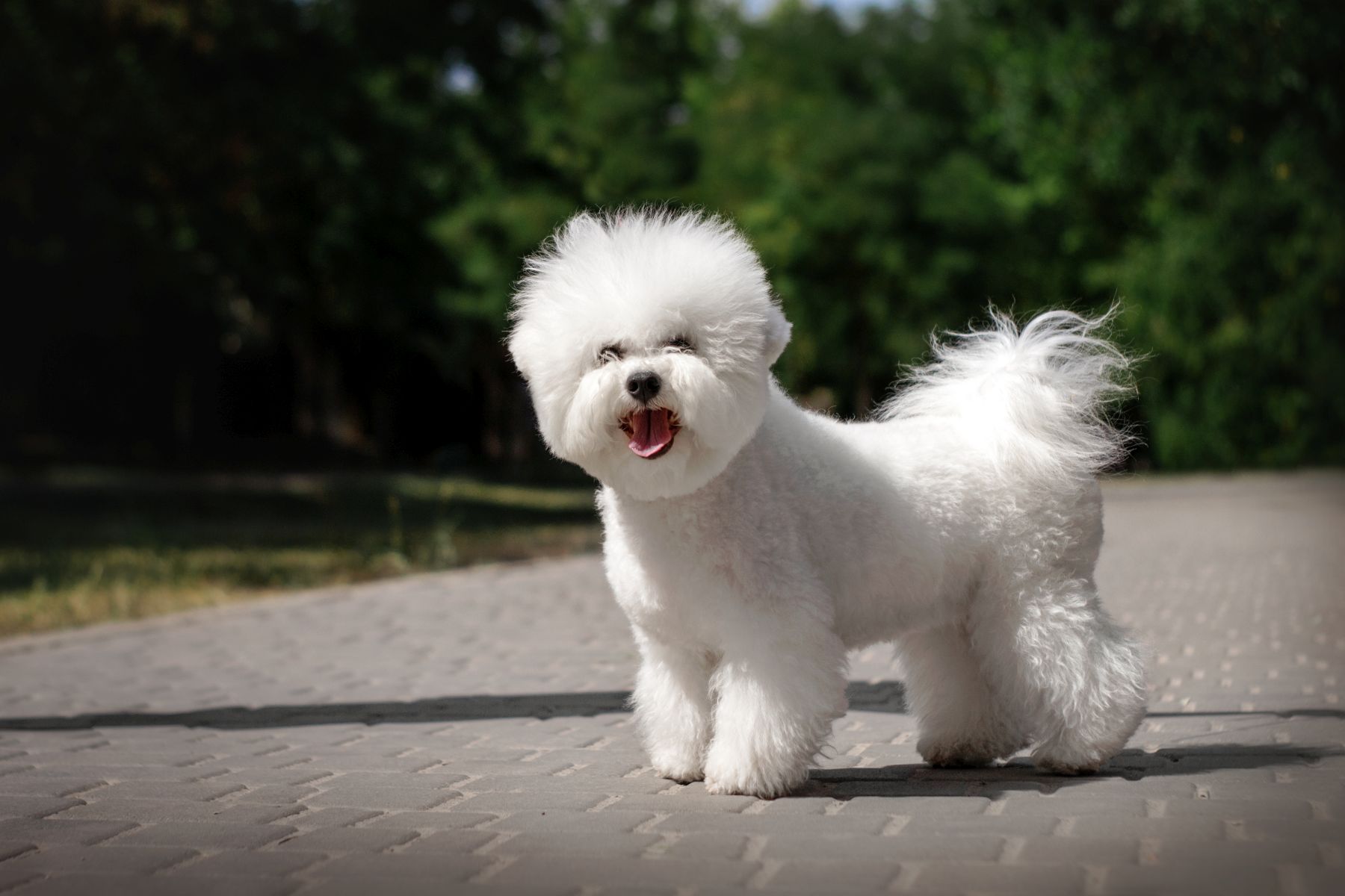 Bichon Frisé Allergikerhund