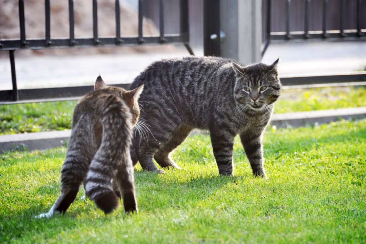 Eifersüchtige Katzen streiten