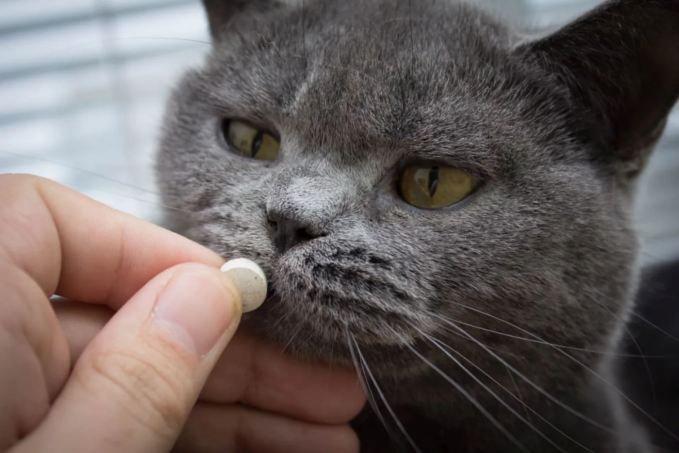 Katze mit Schilddrüsenunterfunktion bekommt Medikament Katze Schilddrüsenmedikament