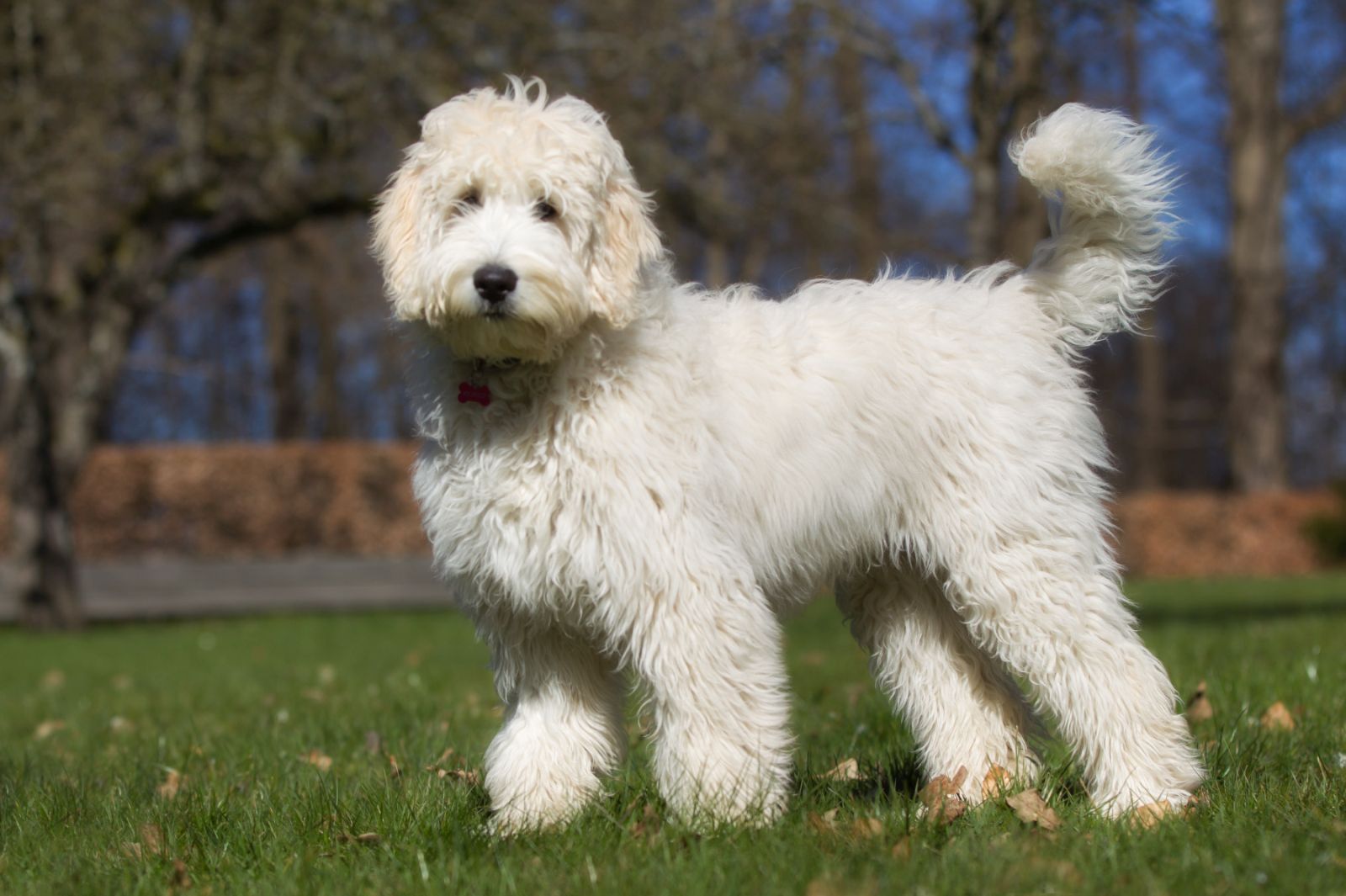 Labradoodle Allergikerhund