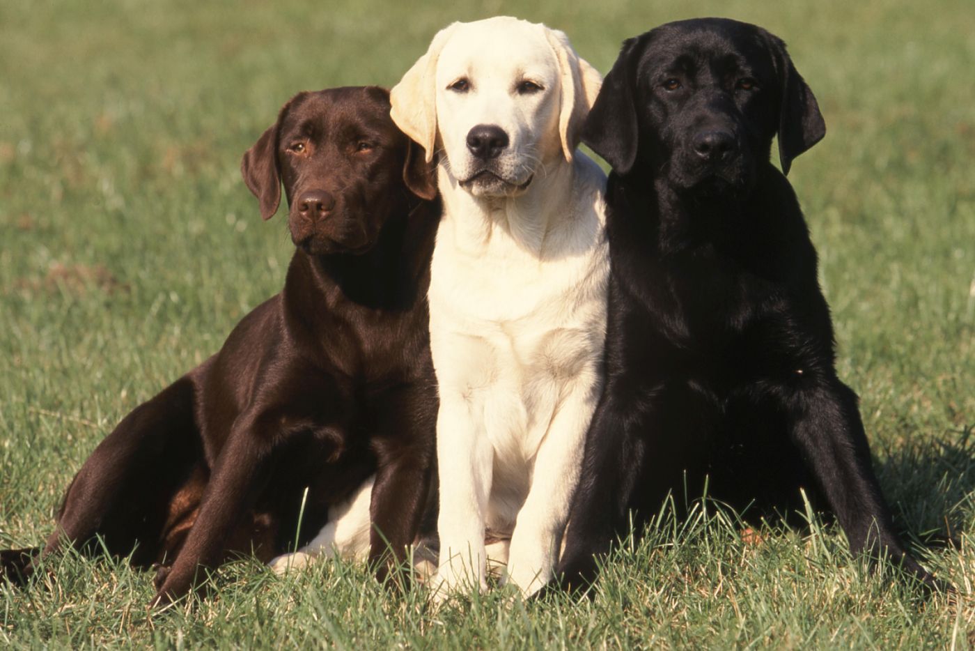 Labrador Retriever Allergikerhund