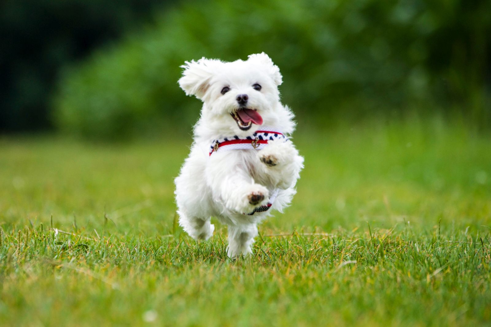 Malteser Allergikerhund