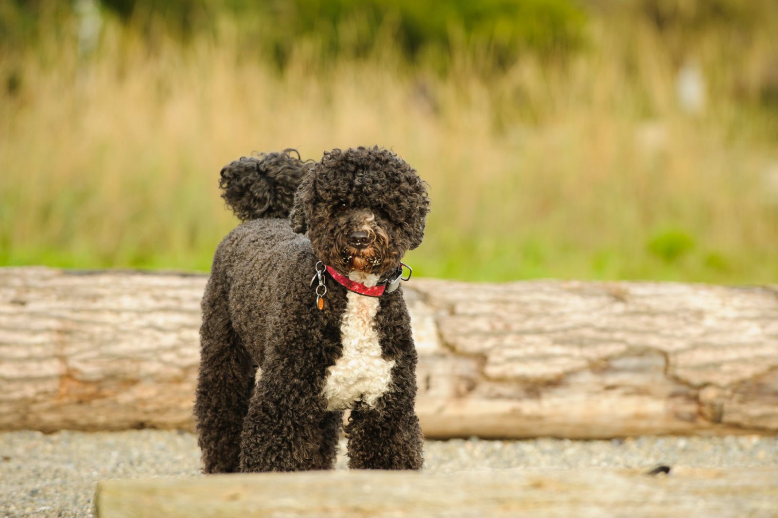 Portugiesischer Wasserhund Allergikerhund