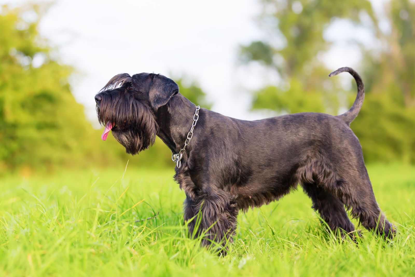 Schnauzer Allergikerhund