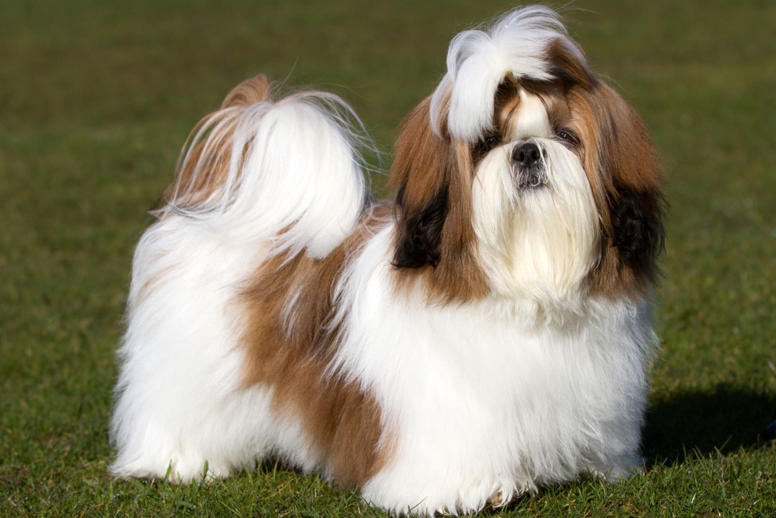 Shih Tzu Allergikerhund