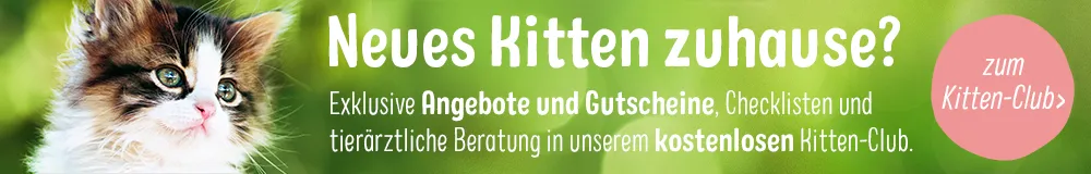 Kitten Club Middle Banner