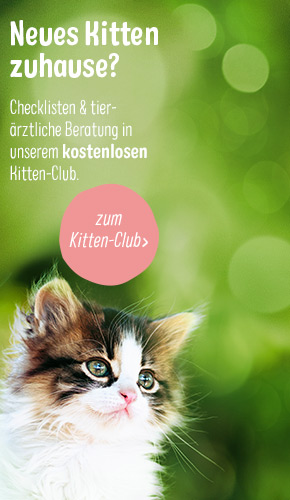 Kitten Club Banner Right