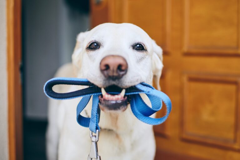 Leine gehört zur Grundausstattung Hund