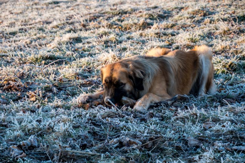 Germanischer Bärenhund Bewegung