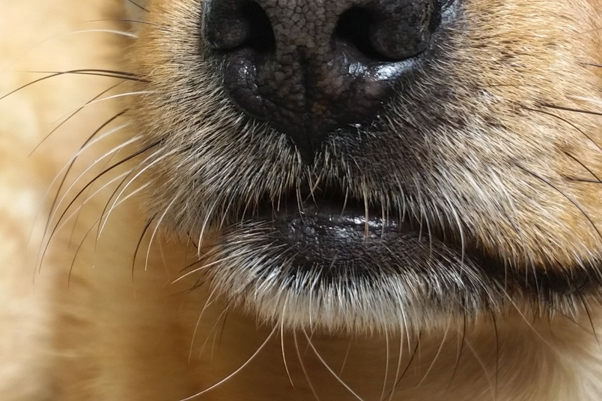 Vibrissen Hund fuer Sinneswahrnehmung